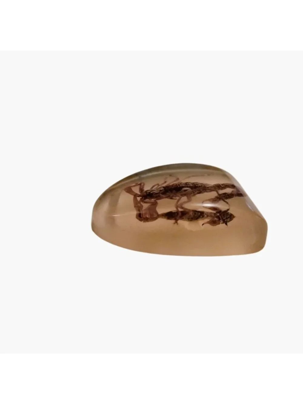 Real Scorpion Resin Pendant Charm Goth Cottagegore